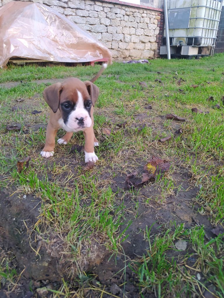 Des Charmes De Chad - Chiot disponible  - Boxer