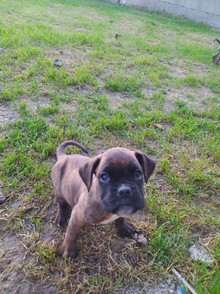 Des Charmes De Chad - Chiot disponible  - Boxer