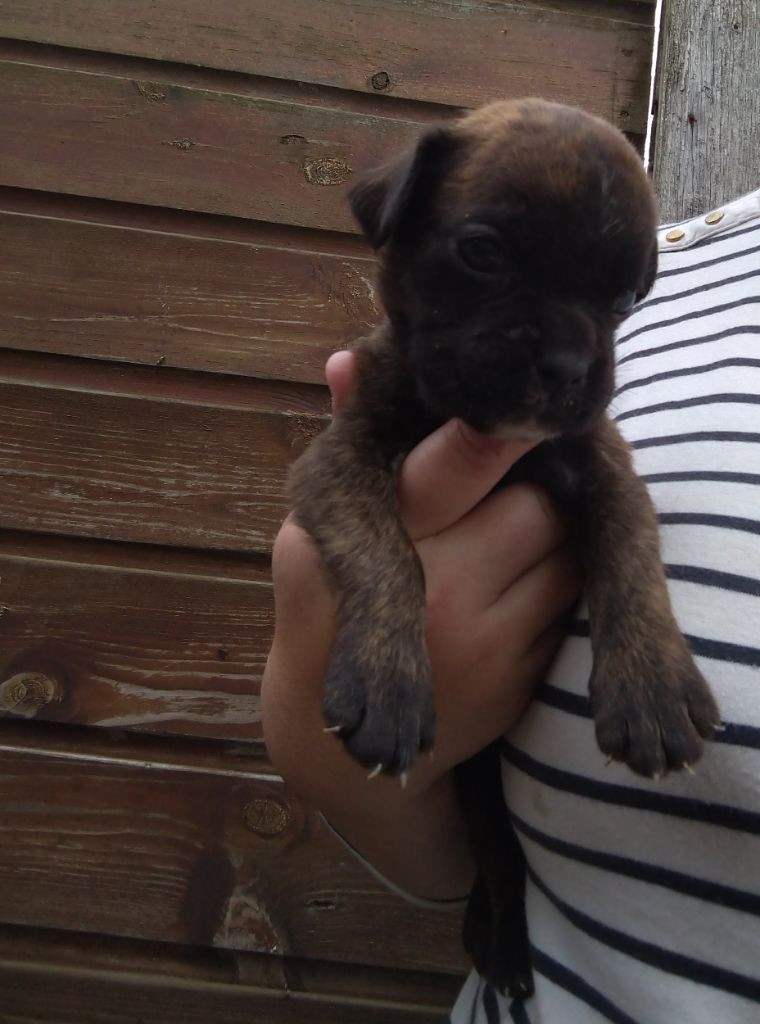 Des Charmes De Chad - Chiots disponibles - Boxer
