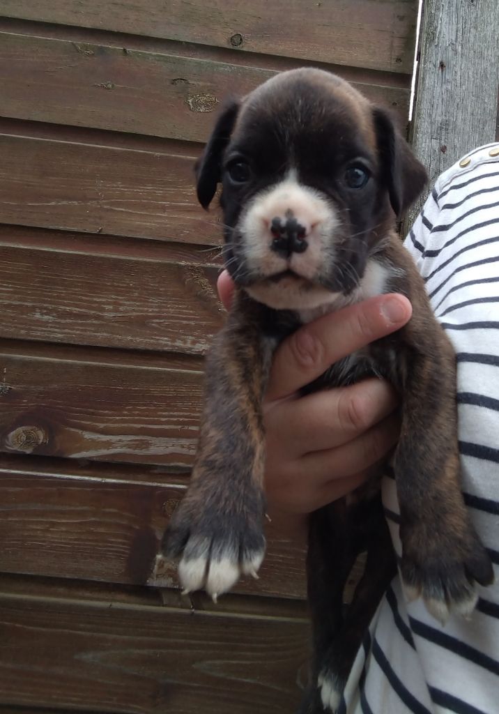 Des Charmes De Chad - Chiots disponibles - Boxer