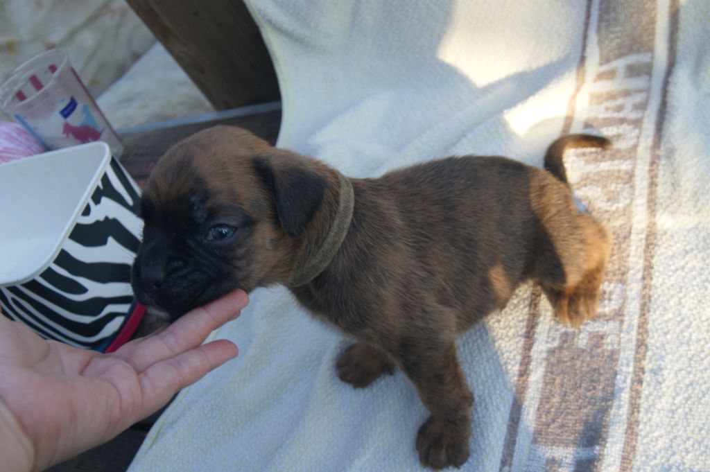 Des Charmes De Chad - Boxer - Portée née le 09/07/2018