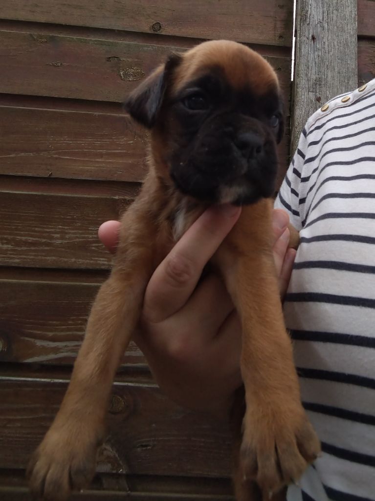 Des Charmes De Chad - Chiots disponibles - Boxer