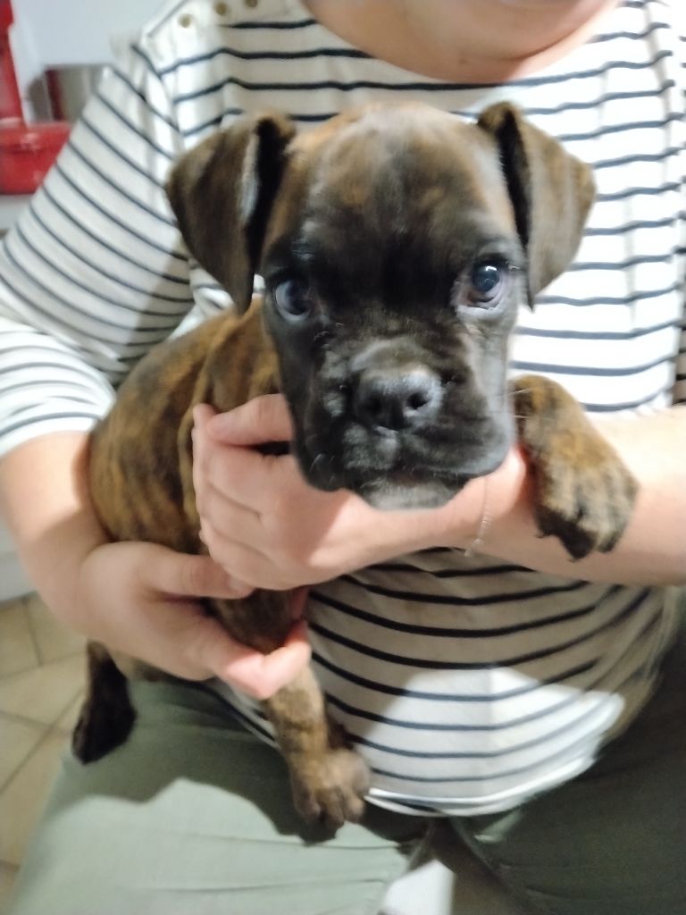 Des Charmes De Chad - Chiots disponibles - Boxer
