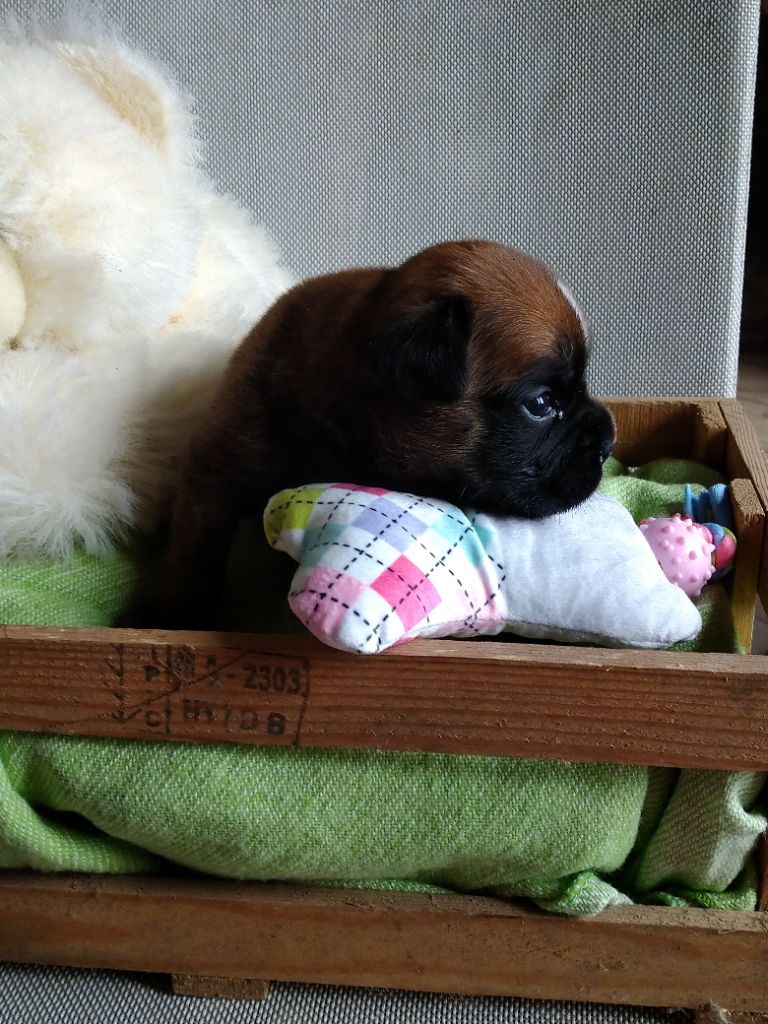 Des Charmes De Chad - Chiots disponibles - Boxer