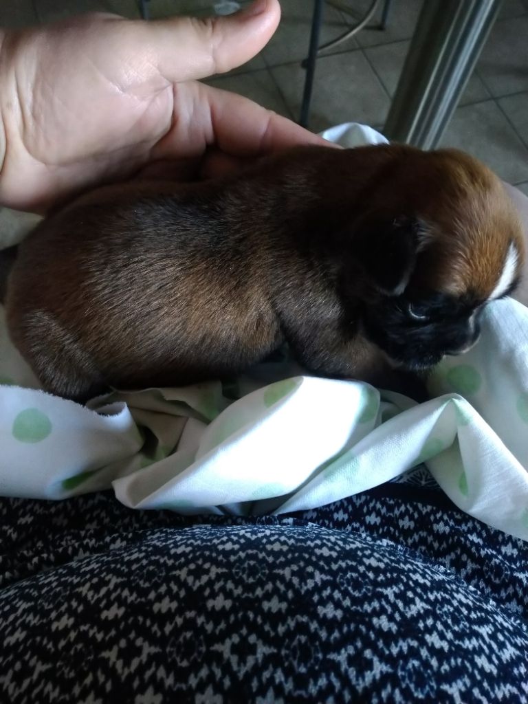 Des Charmes De Chad - Chiots disponibles - Boxer